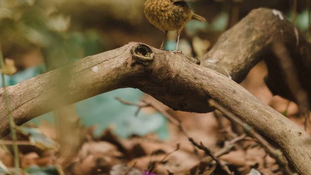 Ari - Boy Baby Name Meaning, Origin and Popularity смотреть онлайн