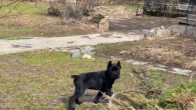 Щенки минибулик и кане корс делают весеннюю обрезку растений. смотреть онлайн