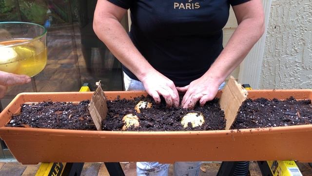 Лук, кинза и укроп...правильно ли мы сделали? . смотреть онлайн