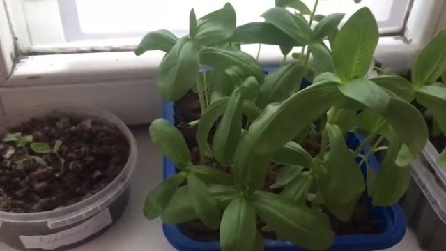 Настурция зацвела смотреть онлайн