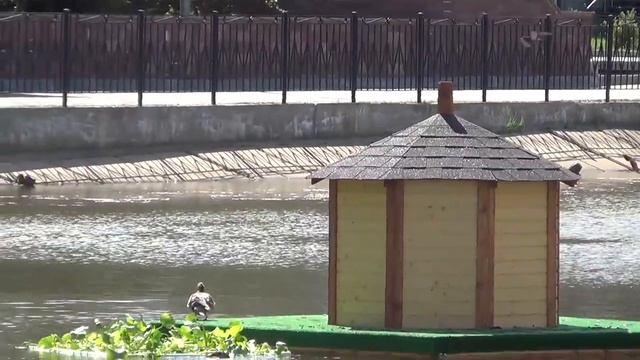 На городском пруду 24 июля, Югорск 2022 год смотреть онлайн
