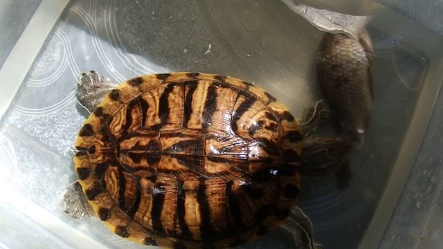 красноухая черепаха (девочка) смотреть онлайн