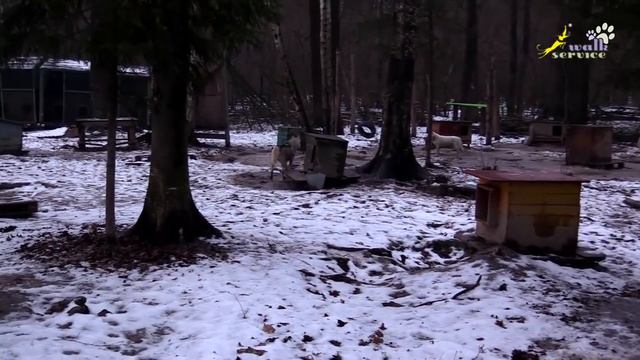 Питомник ездовых собак на севере Москвы смотреть онлайн