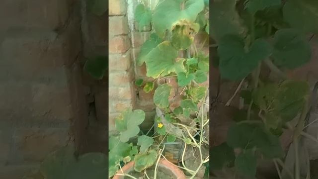 Re-flowering of Kakri Tar Cucumber after rain. growth update of Kakri Tar cucumber #rooftopgarden смотреть онлайн