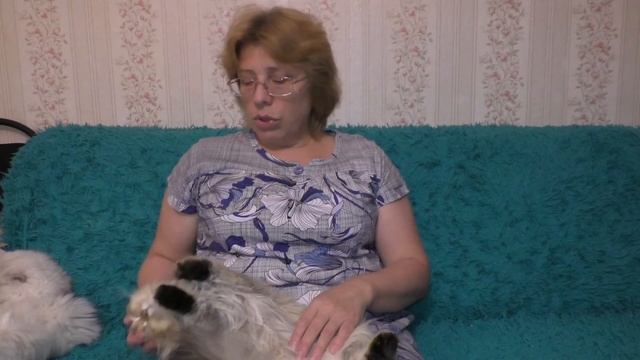 6 Как вам удается выращивать кошек такими ласковыми? Как часто нужно кошек мыть? смотреть онлайн