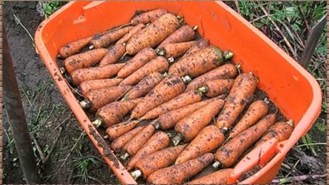 Храню морковь в квартире всю зиму и она не портится смотреть онлайн