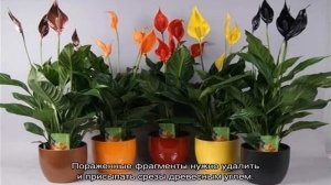 Почему у спатифиллума зеленеют цветы — причины и решение проблемы