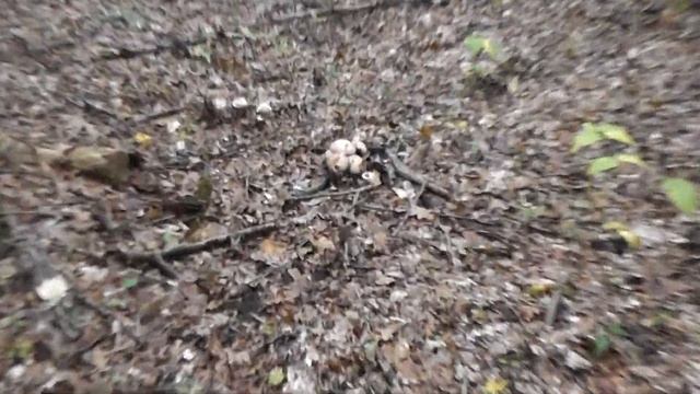 Forest mushroom. ( Лесной шампиньон.) смотреть онлайн