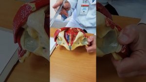 Наружные женские половые органы  Промежность