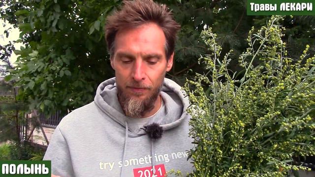 Полынь. Все о Полыни горький. Как применять полынь, ее свойства и заготовка. Все о Полыни от А до Я