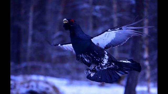 Снежные тропы или всё может быть. Глава 9. Встреча с Горбатым смотреть онлайн