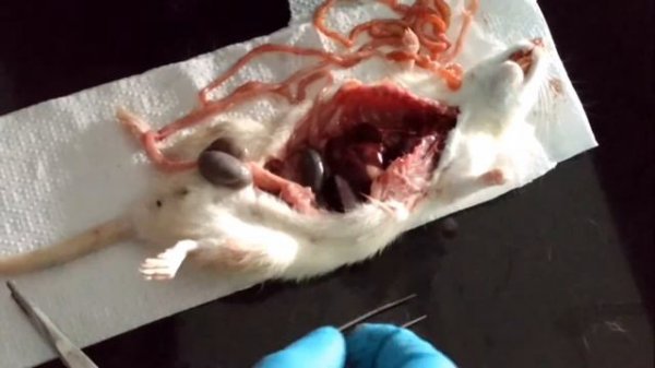 Wistar Rat Dissection Demonstration