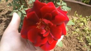 Rose Papa Meilland. САМАЯ АРОМАТНАЯ РОЗА В МОЁМ САДУ!!!