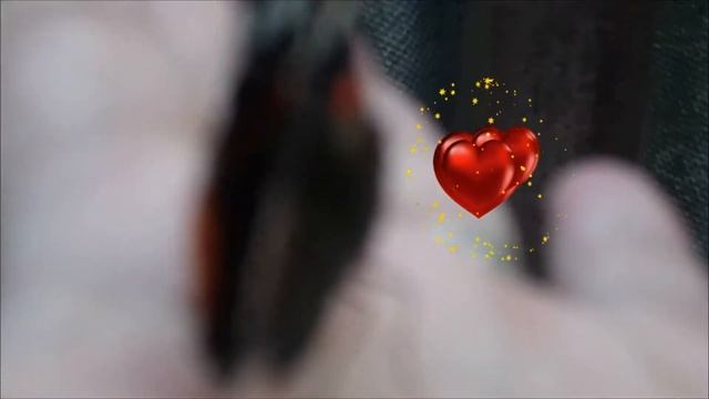 Эксклюзивные кадры Бабочка Адмирал на моей руке, последний день лета! смотреть онлайн