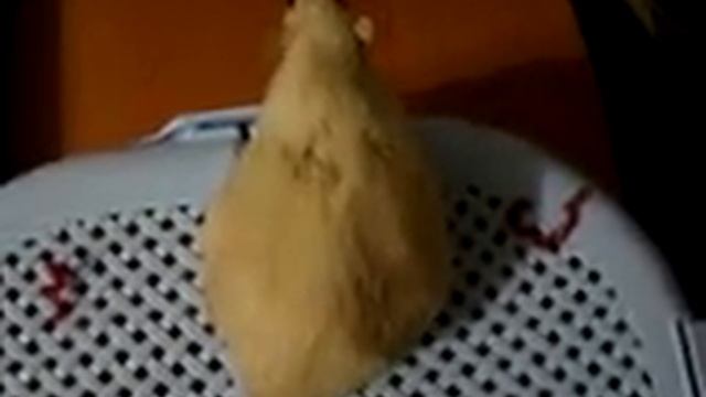 Что с Тири? смотреть онлайн