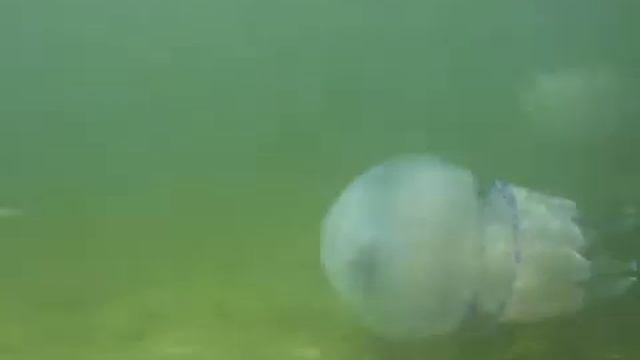 медузы смотреть онлайн