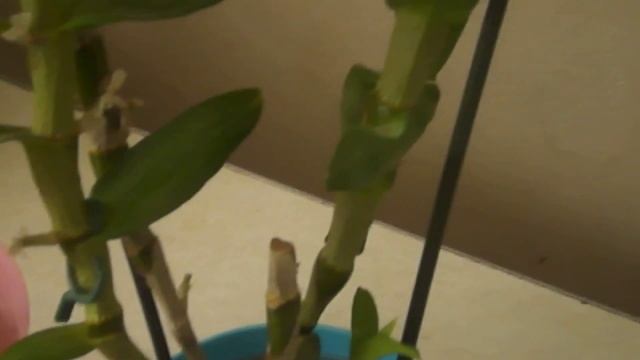 Разделение куста дендробиума нобиле. смотреть онлайн