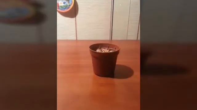 Наблюдения за ростом пшеницы(начало) смотреть онлайн