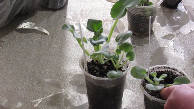 ТЕПЛИЧКА ДЛЯ ФИАЛКИ. ПОЛИВ И ПРЕИМУЩЕСТВА смотреть онлайн