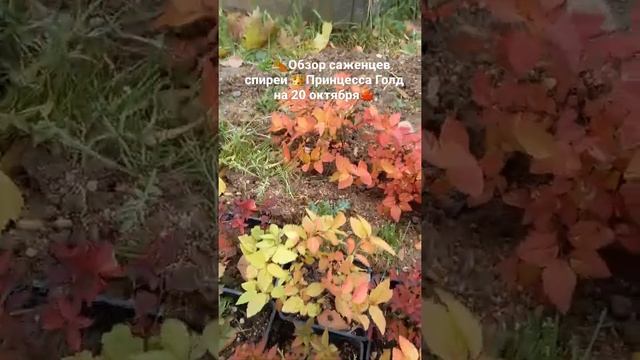 ??Обзор саженцев спиреи японской ?Голден Принцесс на 20 октября? #спирея  #ЦветыуНатальи