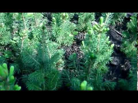 Как растёт ель голубая из семян. Выращивание ели колючей ф.голубая (Часть 2 - 2 май 2018) смотреть онлайн
