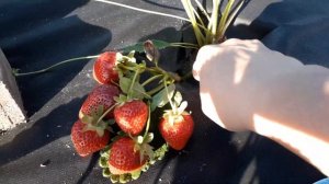 Перчинкью-клубника раннего срока созревания (Итальянский сорт)