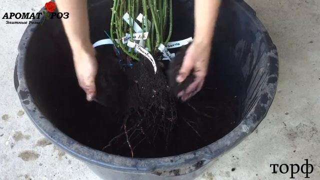 Упаковка Роз - Осень 2020 (питомник Аромат-Роз) смотреть онлайн