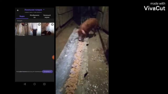 Пытаемся учить мальенких порасят есть корм/ Название прелажение в описание смотреть онлайн