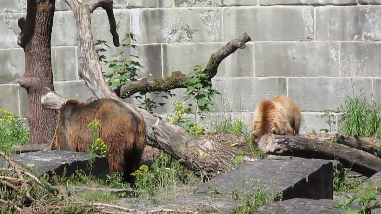 2016 Берн--Интерлакен