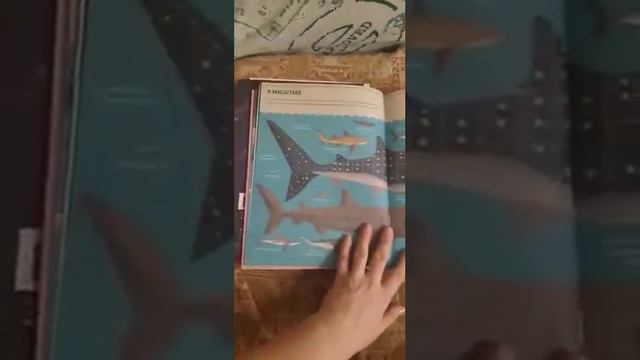 Без ума от акул смотреть онлайн