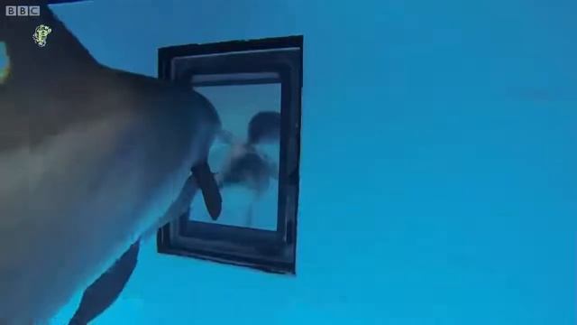Насколько умны дельфины BBC ( Just how smart are dolphins? Ru Sub) смотреть онлайн