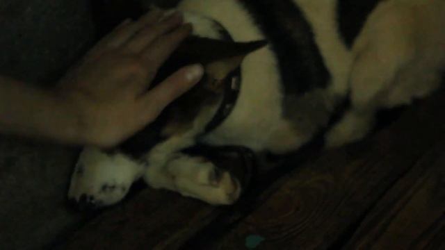 щенок Ричард очень хочет домой из клетки 89096139432