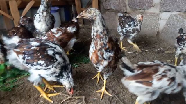 Куры ливенские ситцевые