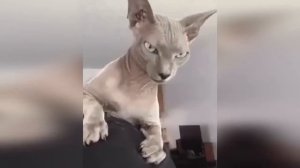 Властелин колец, режиссерская версия.