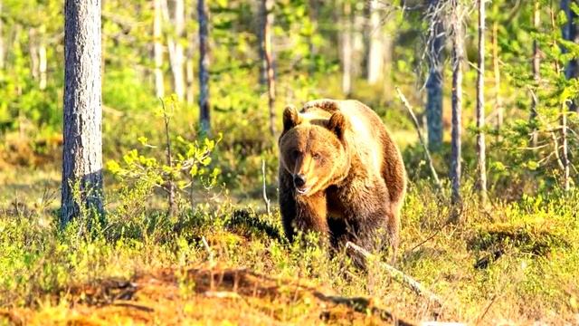Медведица УМОЛЯЛА помочь своему малышу, не побоявшись выйти к людям. смотреть онлайн