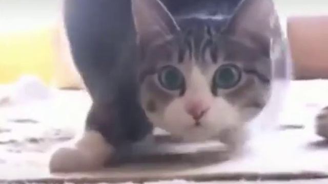 Намаем канале Светлана л в,,,,,ребята танцует котик,,,,,если панраветса сматрите и патпешитеся!!!!! смотреть онлайн