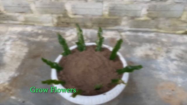 How to propagate Split Leaf Philodendron with leaves смотреть онлайн