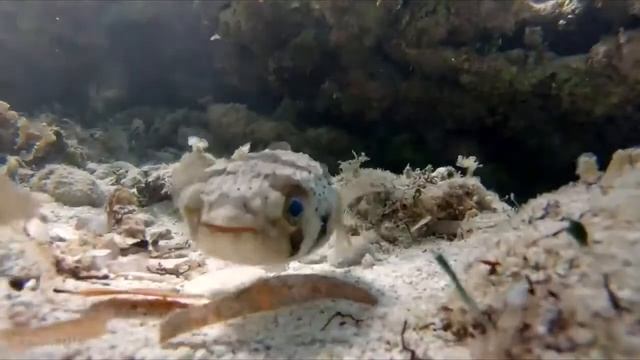 Куба - Cuba. Обзор: популярные достопримечательности, города, курорты