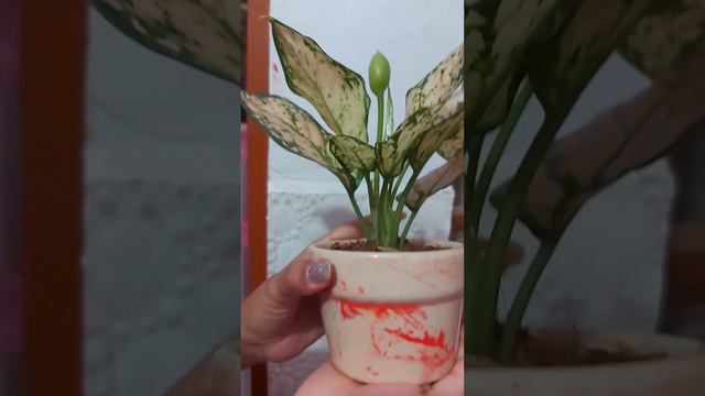 #Aglaonema sno white смотреть онлайн