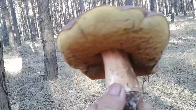 В ЛЕС ПО ГРИБЫ , ОЧЕНЬ ВКУСНЫЙ СУП-ПЮРЕ!