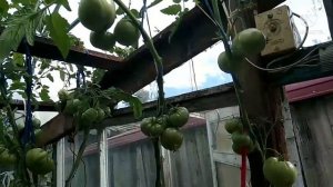 Обзор томатов с дегустацией- Бабушкин секрет и Бабушкино.