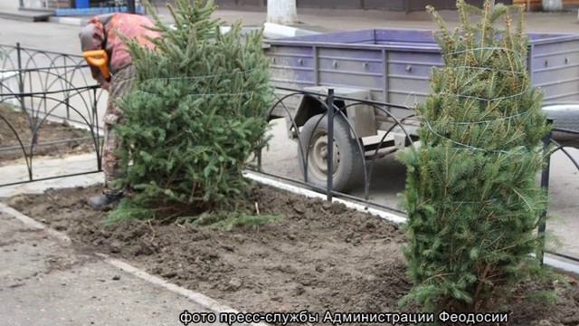 Проспект Айвазовского украсился молодыми вечнозелёными растениями смотреть онлайн