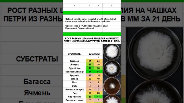 2. выбор зерна для мицелия ежовика гребенчатого. смотреть онлайн