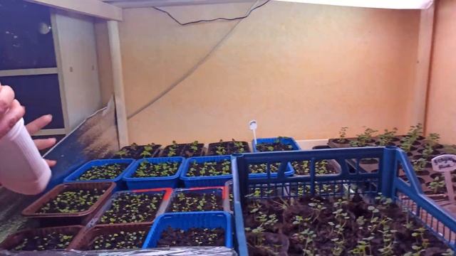 Полив рассады петунии, лобелии