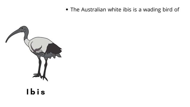 Top 5 Australian Animal Facts || Weird Wild Animals смотреть онлайн
