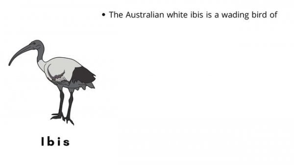 Top 5 Australian Animal Facts || Weird Wild Animals