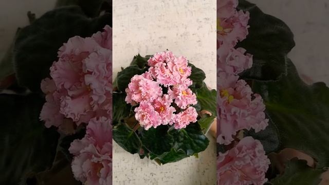 Фиалка ЛЕ-Злато Скифов спорт смотреть онлайн