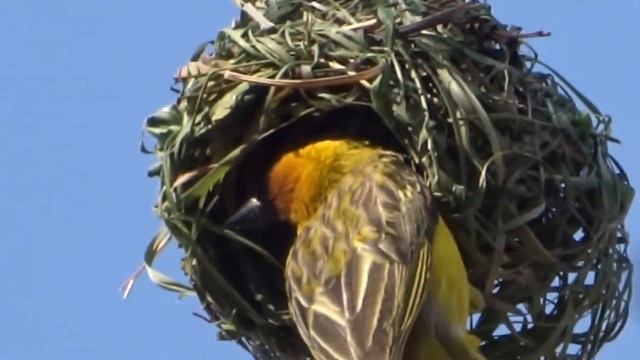 Watch a Weaver Bird build a nest in a single day смотреть онлайн