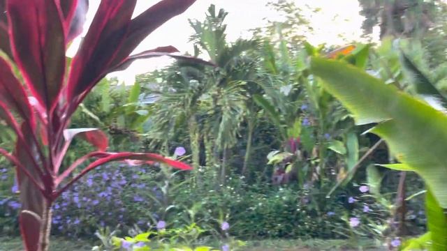 Florida Natural Farming, Sweet Tamarind Fruit, Spanish Lime Tree and Random Plants смотреть онлайн