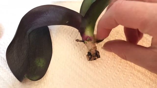 Attempting to save a Phalaenopsis who fell victim to stem rot смотреть онлайн